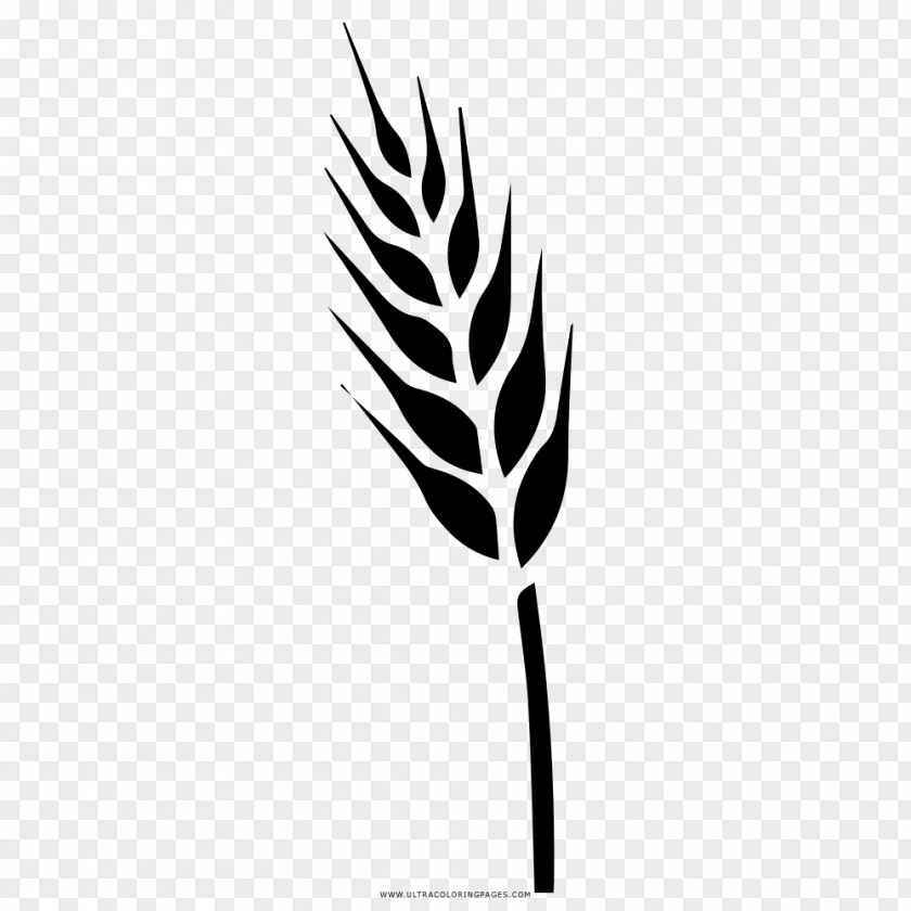 Wheat Grains Drawing Triticale Food Grain Coloring Book Cereal PNG