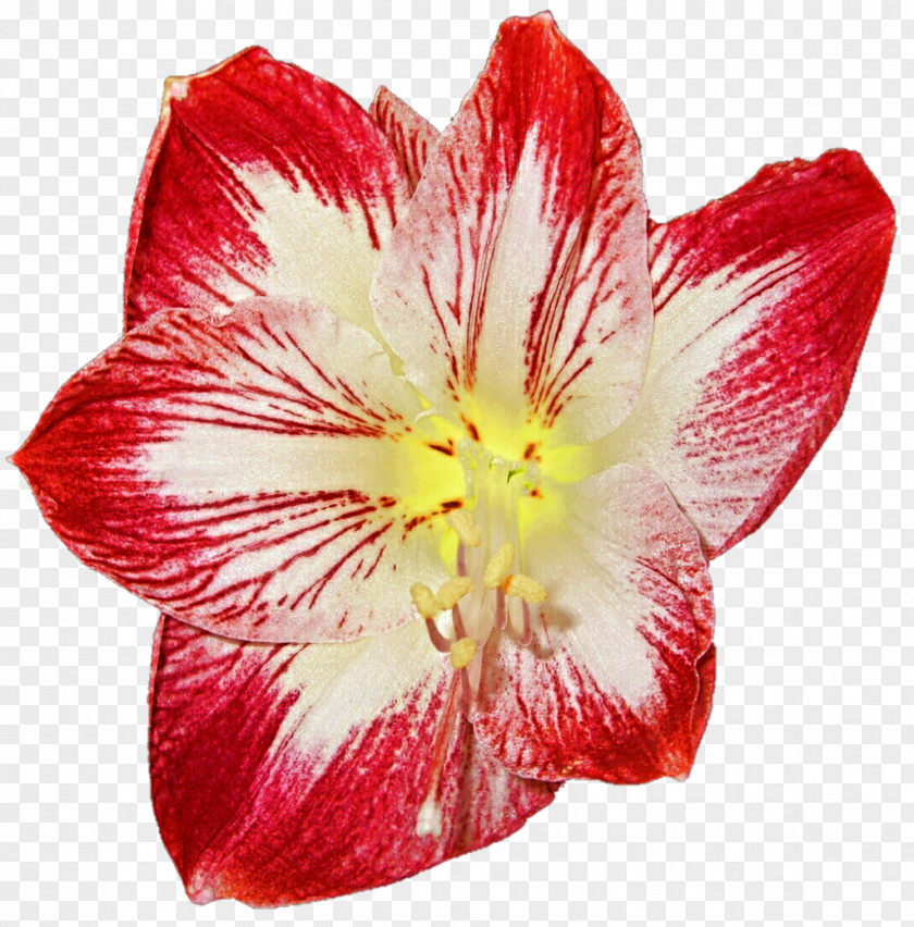 Youtube Jersey Lily Amaryllis YouTube Clip Art PNG