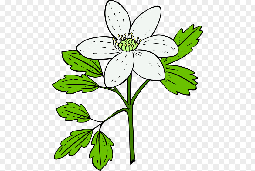 A Plant Cliparts Flowering Clip Art PNG