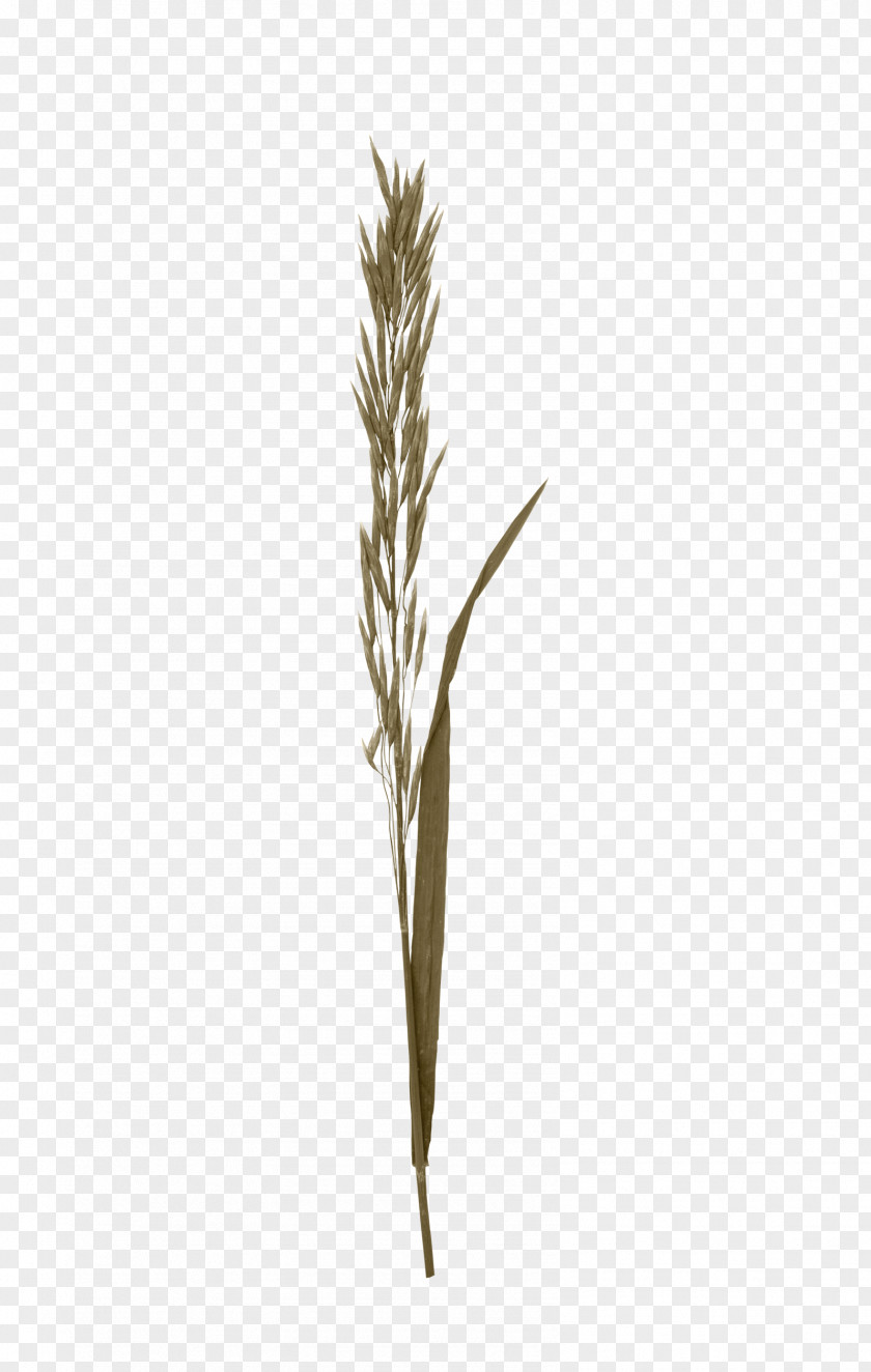 Brown Grass Twig PNG