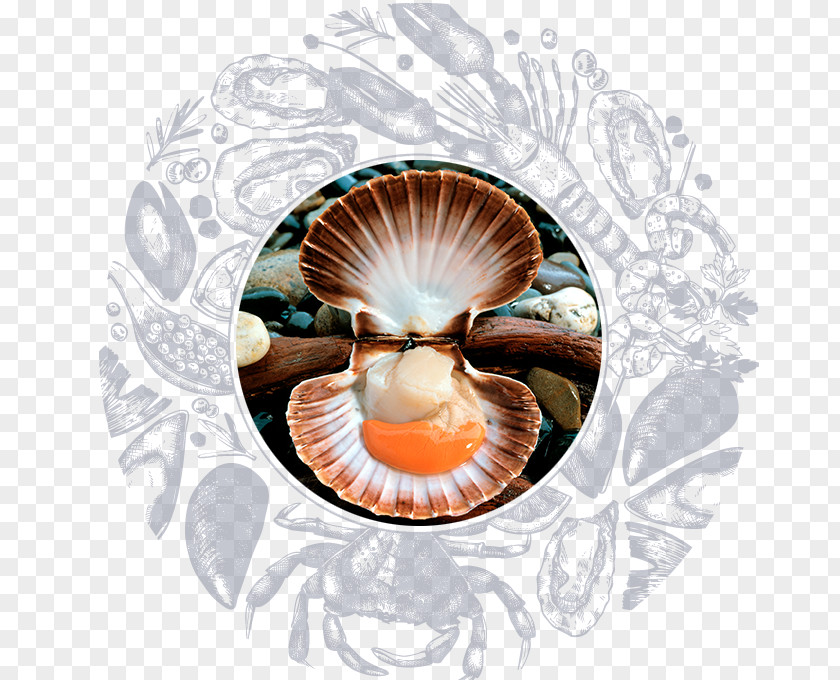 Seashell Oyster Scampi Scallop Nautilida PNG