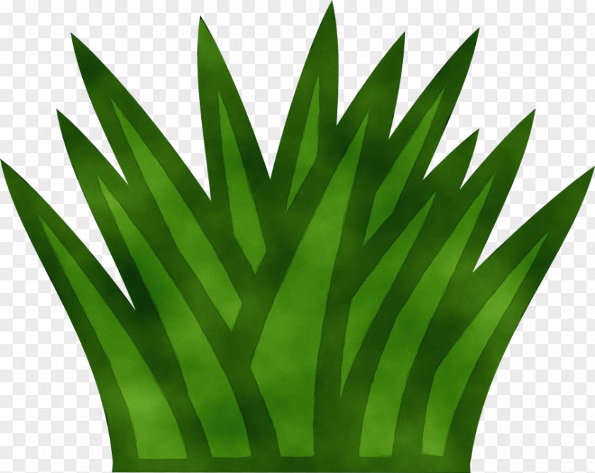 Vascular Plant Stem Palm Tree Drawing PNG