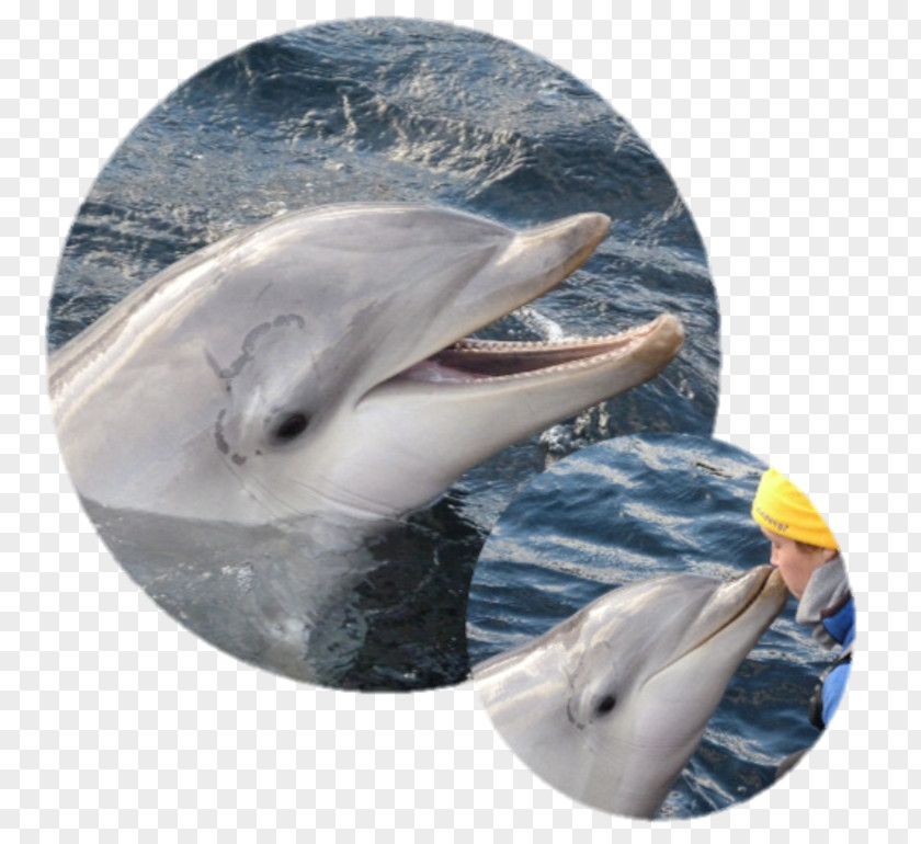 Water Common Bottlenose Dolphin Short-beaked Tucuxi Wholphin Striped PNG
