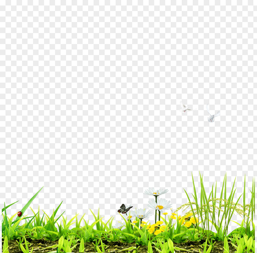 Creative Green Grass Lawn Download Designer Computer File PNG