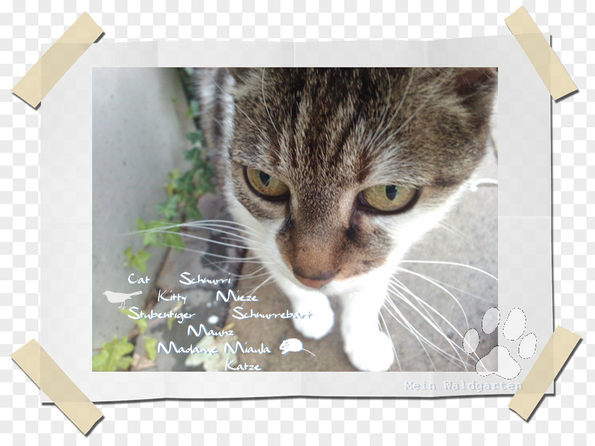 Kitten European Shorthair Whiskers Domestic Short-haired Cat Tabby PNG