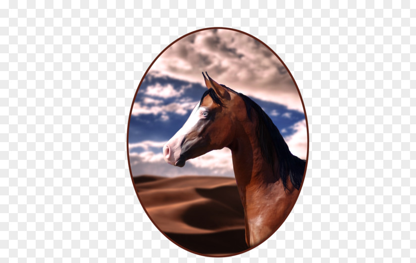 Mustang Stallion Rein Halter Freikörperkultur PNG