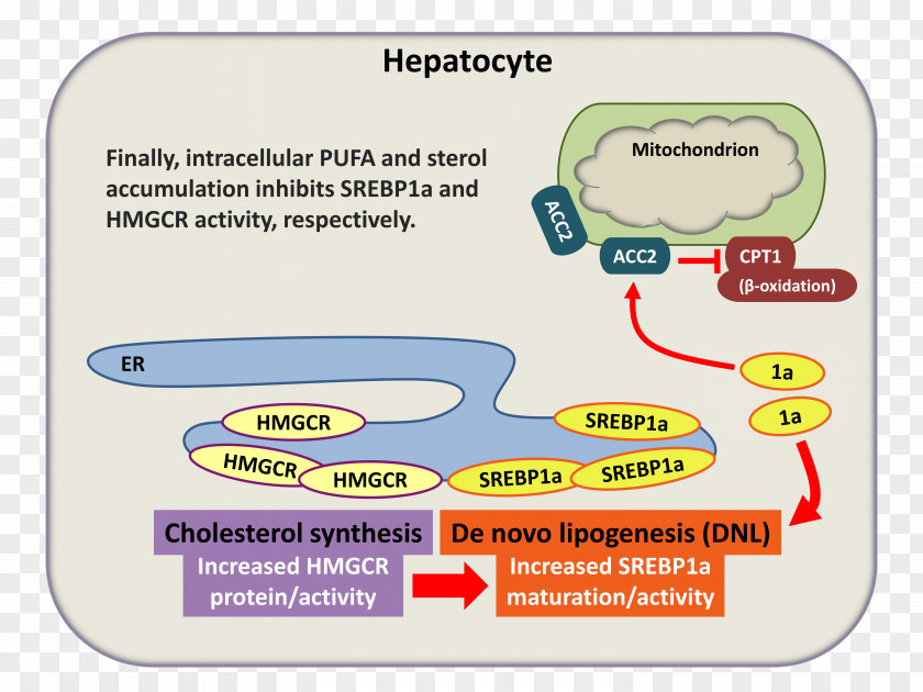 Sterol Regulatory Element-binding Protein 1 HMG-CoA Reductase Lipogenesis PNG