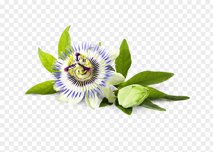 Tea Purple Passionflower Dietary Supplement Herbal Bad Heilbrunner Naturheilmittel GmbH & Co. KG PNG