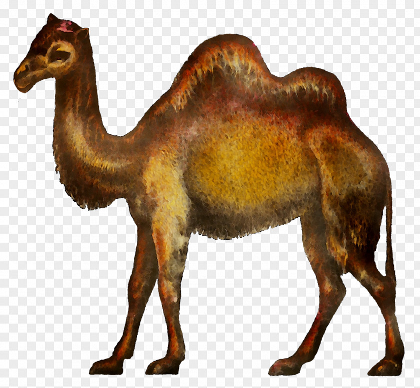 Clip Art Dromedary Bactrian Camel Image PNG