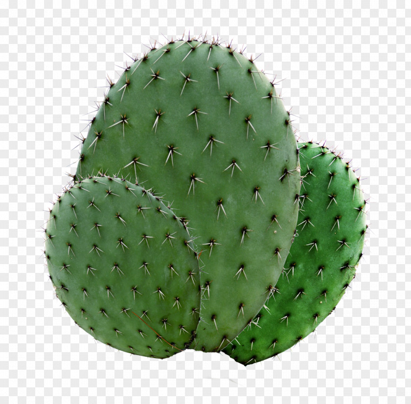 Green Cactus Material Without Matting Succulent Plant Echinopsis Oxygona Garden Houseplant PNG