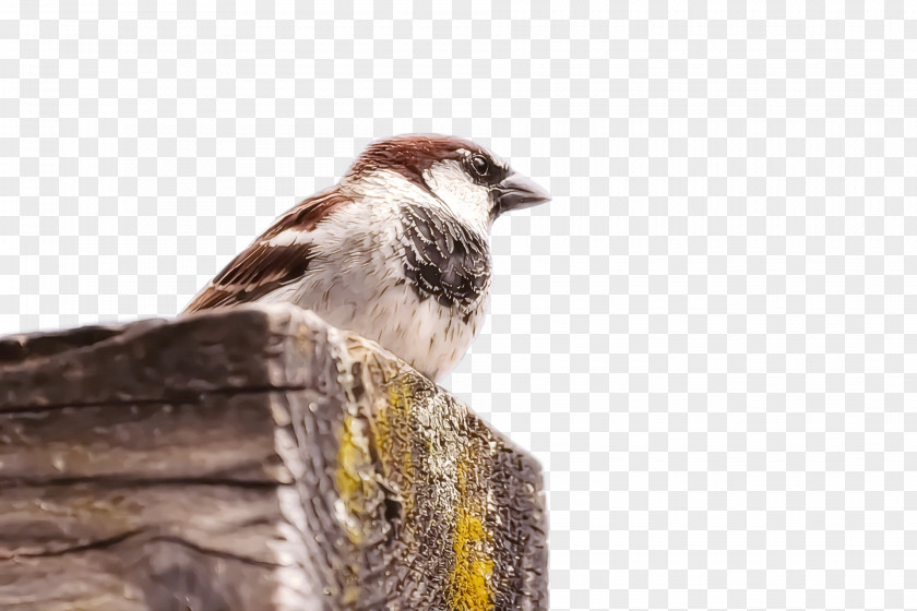 House Sparrow Birds Old World American Sparrows Beak PNG