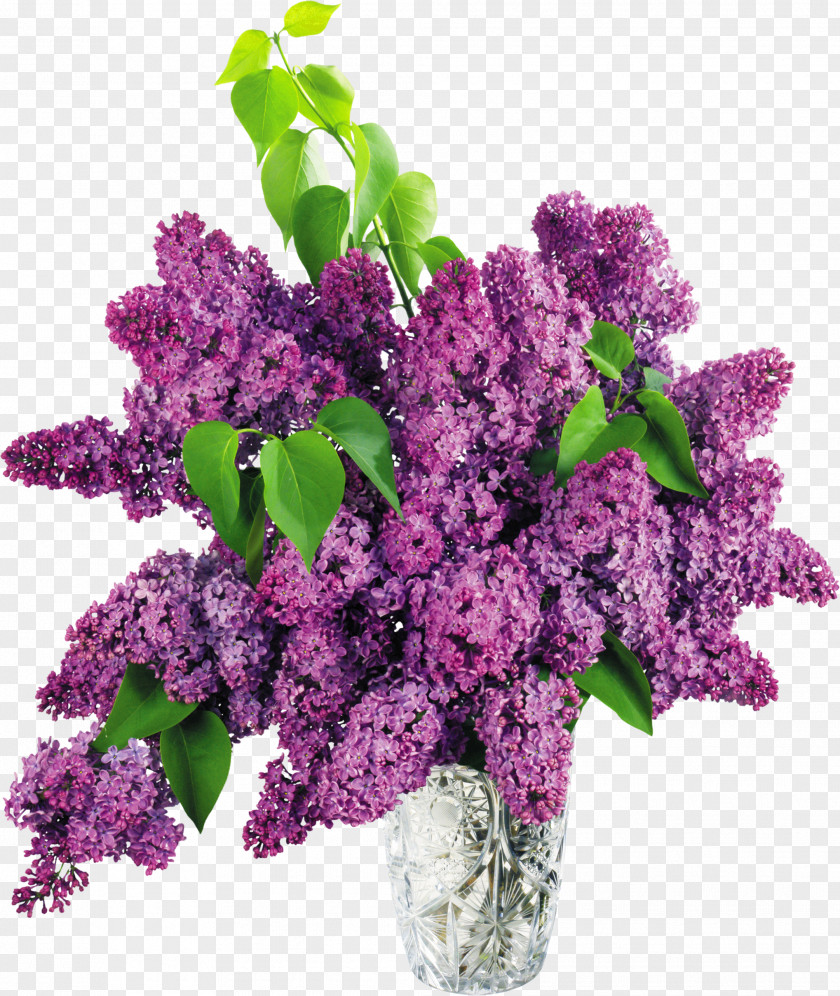 Lilac Common Vase Clip Art PNG