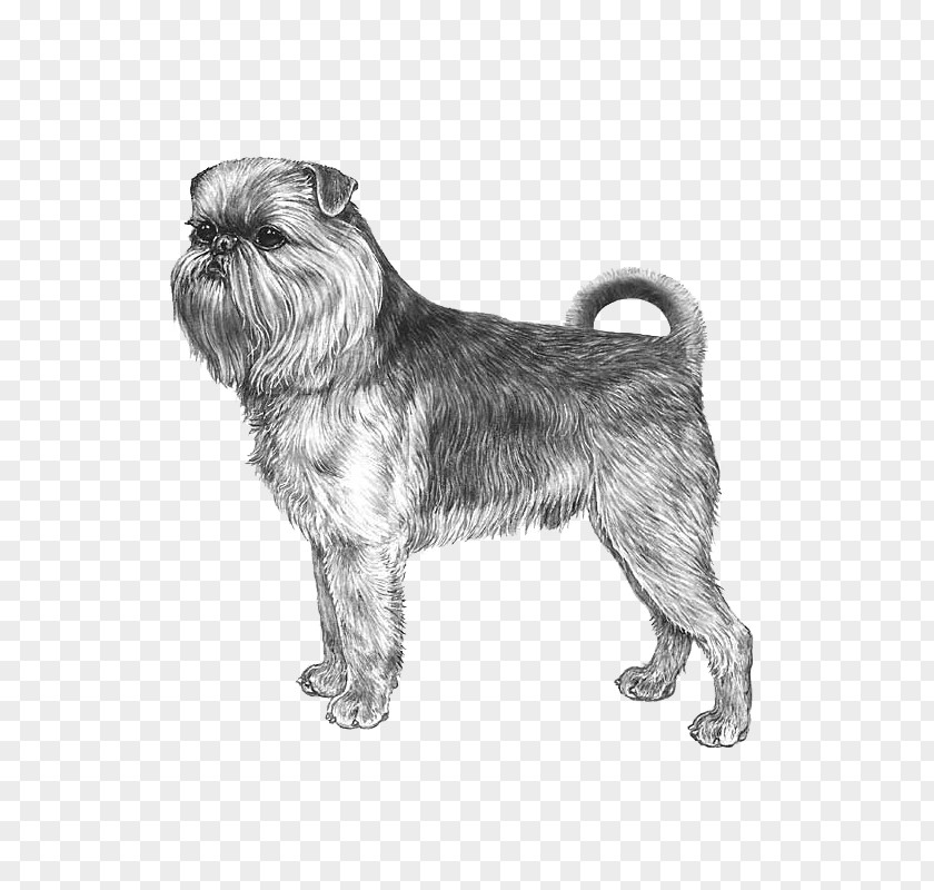 Miniature Schnauzer Affenpinscher Glen Griffon Bruxellois Cairn Terrier PNG