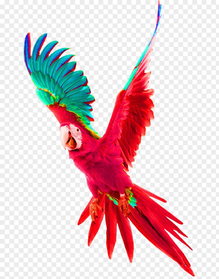 Parrot Bird Budgerigar Tyburn Gallows PNG