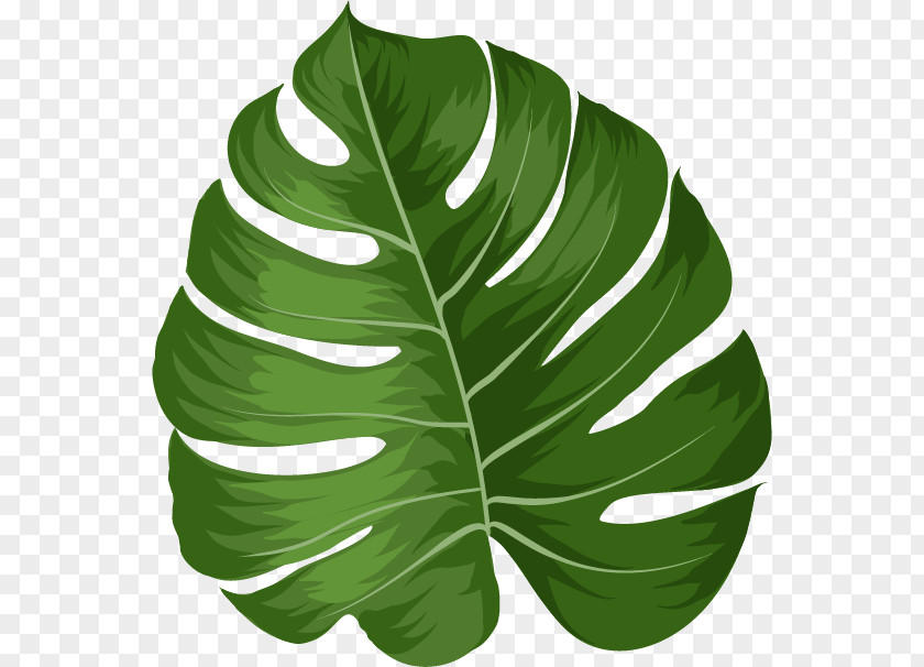 Arrowroot Family Anthurium Banana Leaf PNG
