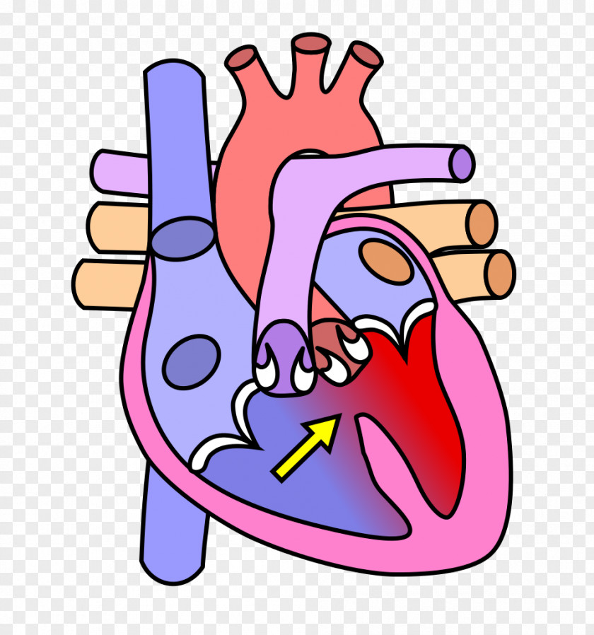 Circulatory System Heart Valve Diagram Human Body PNG