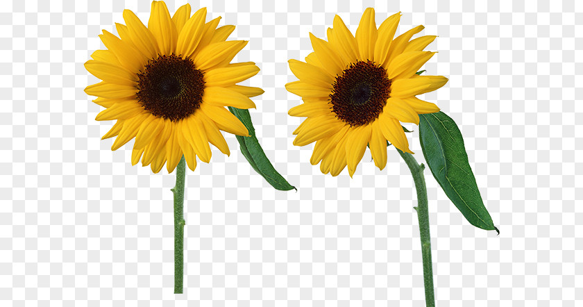Common Sunflower Plants Vs. Zombies 2: It's About Time Seed Clip Art PNG