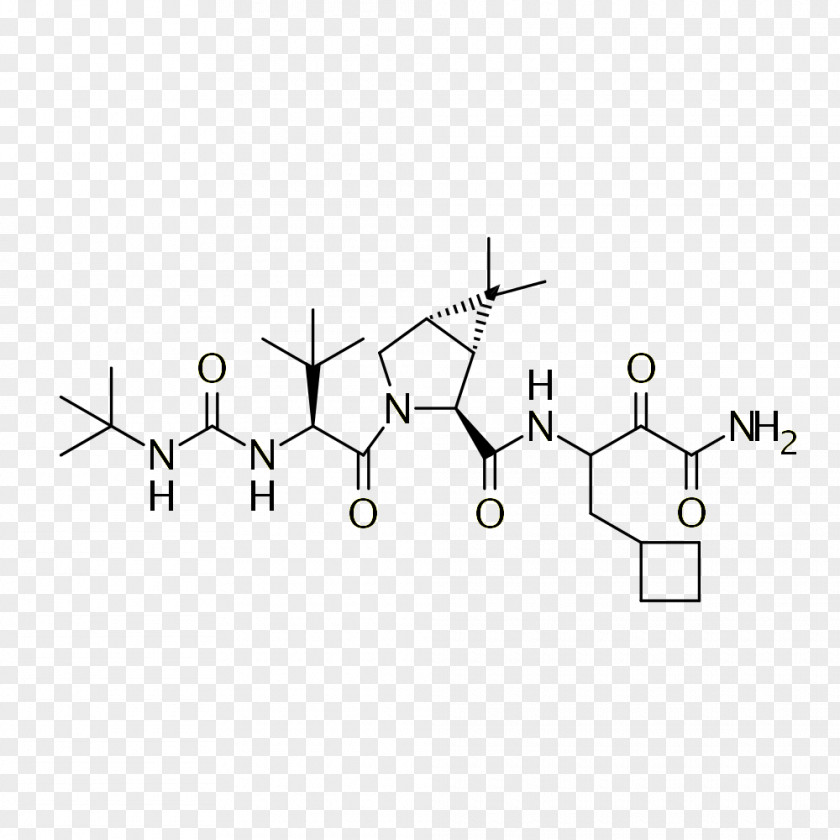 Enkephalin Phenylalanine Peptide Leucine PNG