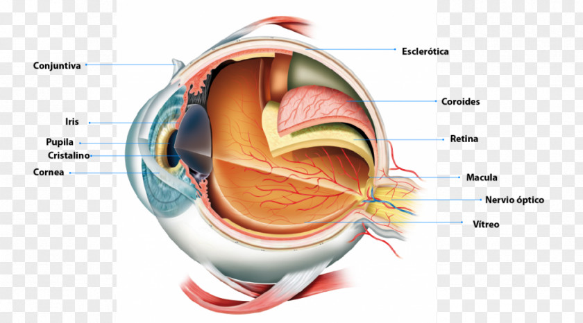 Eye Human Anatomy Retina Pupil PNG