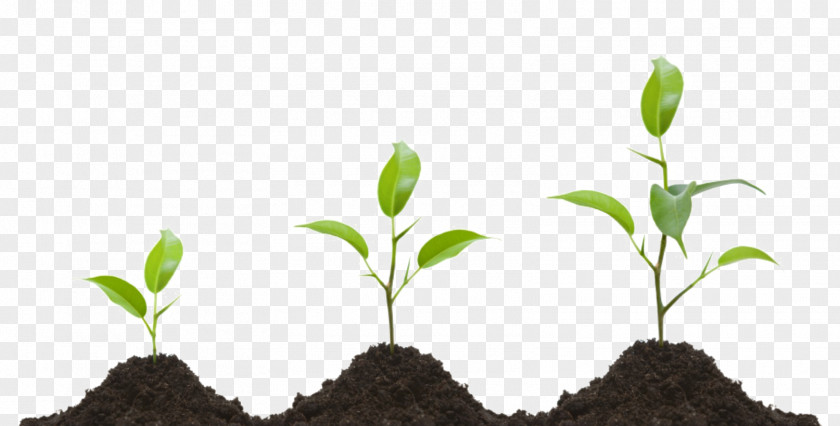 Plants Clip Art Openclipart Plant Cell Free Content PNG