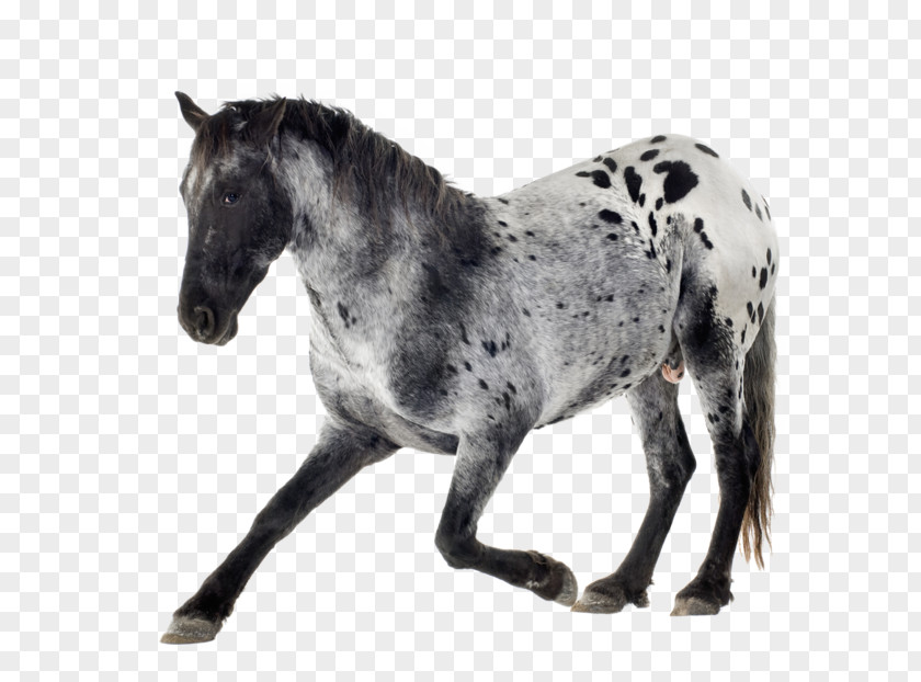 Appaloosa Arabian Horse Mare Gray Equestrian PNG