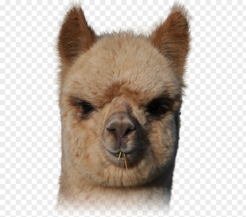 Llama Alpaca Vicuña Fur Snout PNG