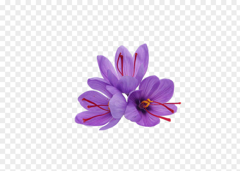 Saffron Flower Autumn Crocus Spice Product PNG