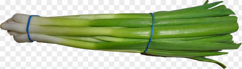 Scallion Wikimedia Commons PNG