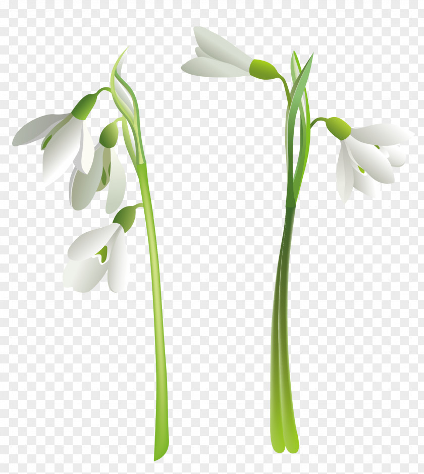 Snowdrop Flower Clip Art PNG