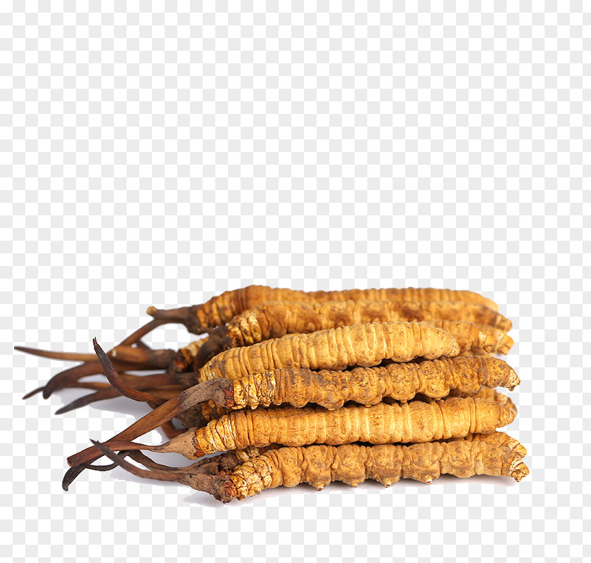 Wild Cordyceps Chinese Medicine PNG cordyceps chinese medicine clipart PNG
