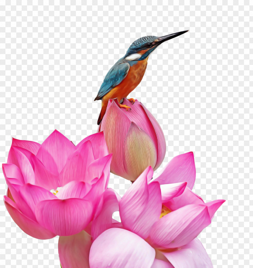 Floral Design PNG