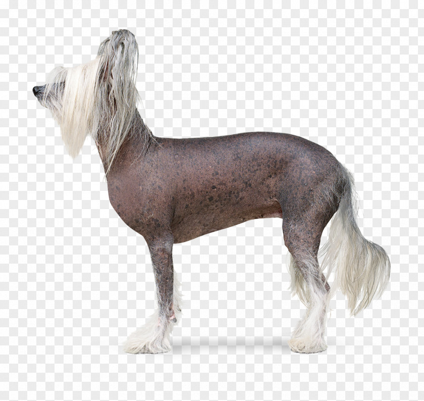Hairless Chinese Crested Dog Peruvian Inca Orchid Companion Breed PNG