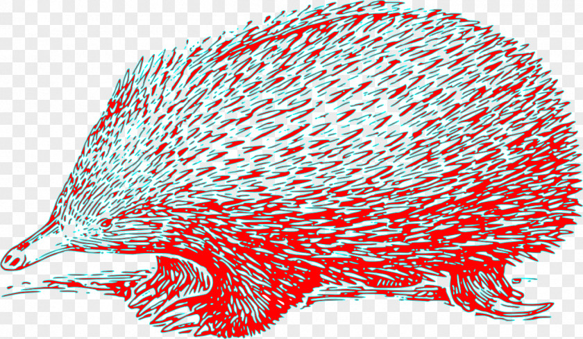 Hedgehog Anteater Platypus Vertebrate Short-beaked Echidna Clip Art PNG