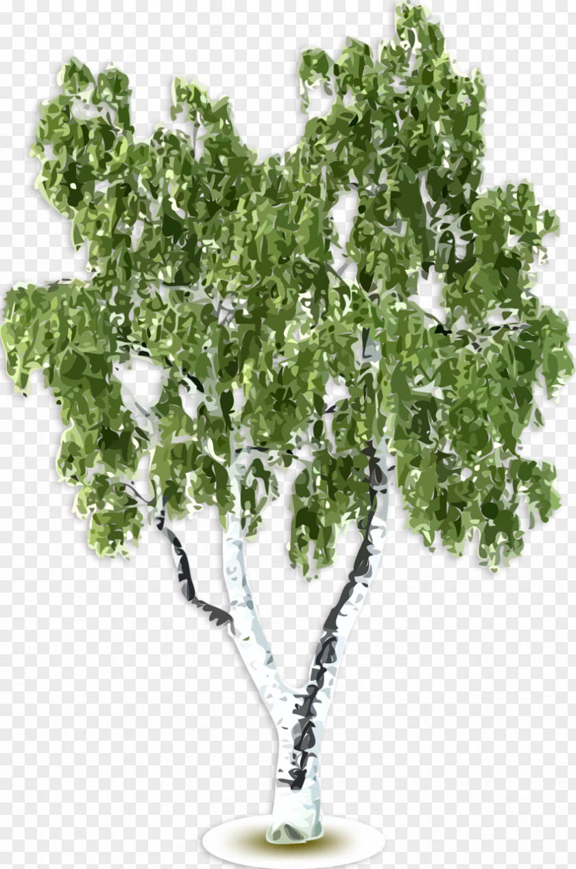 Lake Tree Birch Photography Clip Art PNG