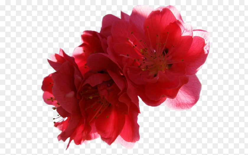 Peony Cut Flowers IPhone XR Azalea PNG