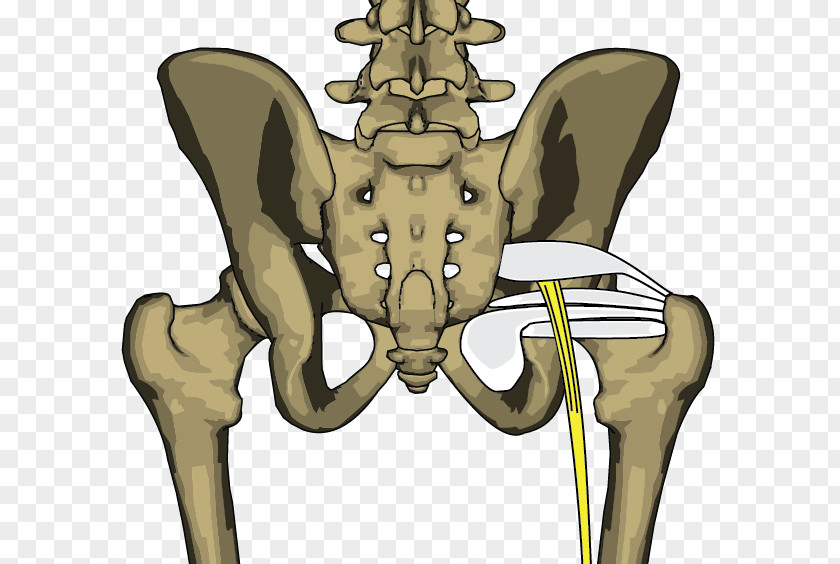 Skeleton Bone Piriformis Syndrome Musculi Gemelli Rhomboid Major Muscle Internal Obturator PNG