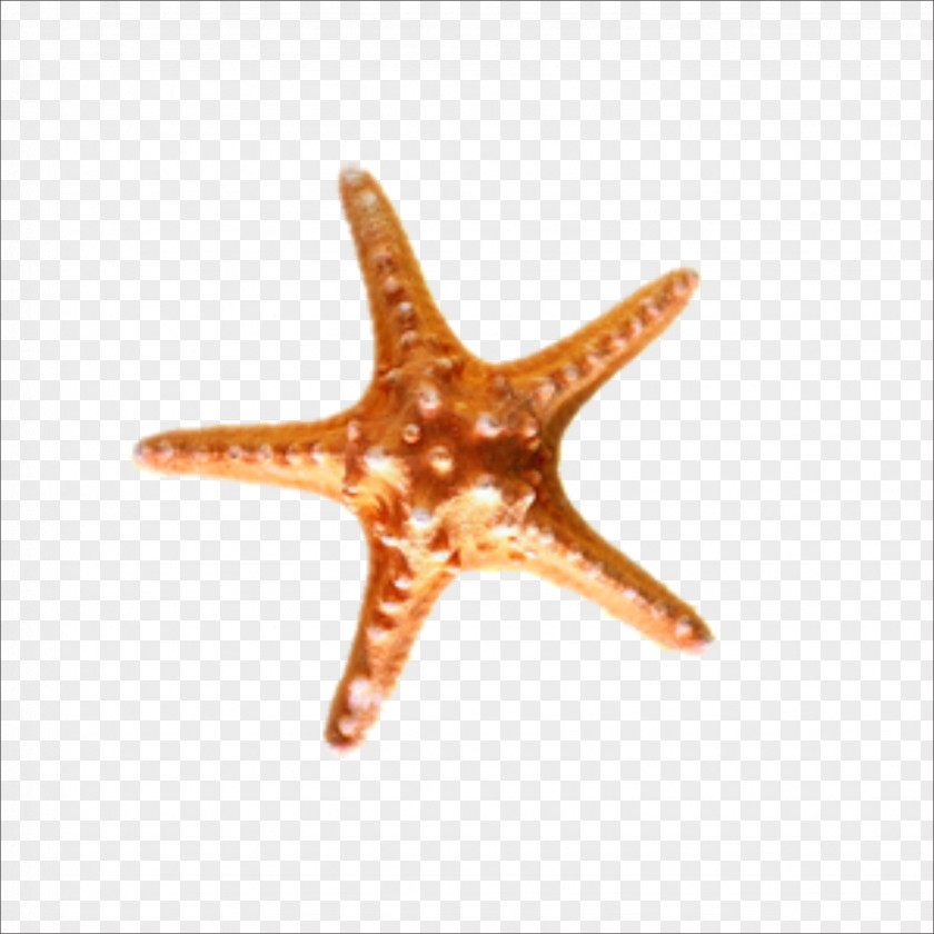 Starfish Sea Snail Seashell PNG