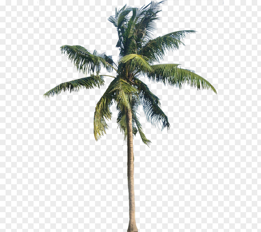 Coconut Tree Transparent American Sycamore Arecaceae PNG