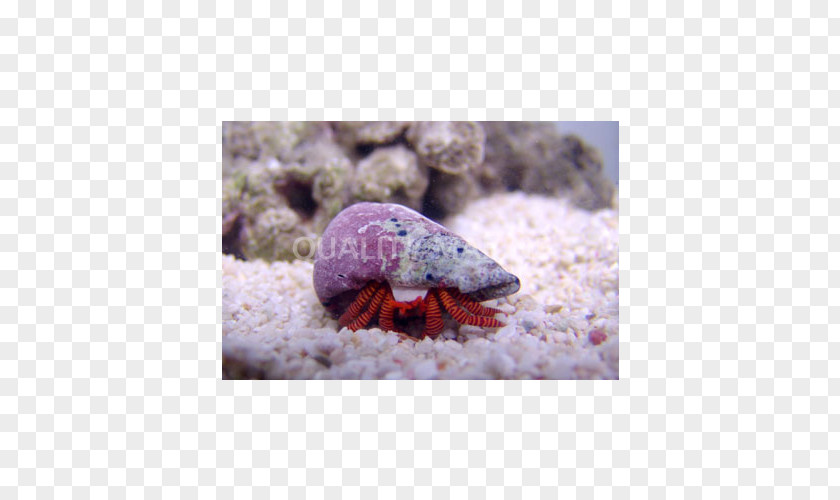 Crab Hermit Marine Biology Stock Photography Fauna PNG