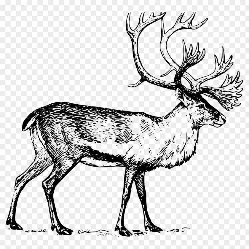 Hand Painted Big Angle Deer Material Boreal Woodland Caribou Drawing Clip Art PNG