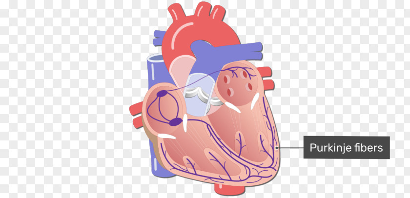 Heart Electrical Conduction System Of The Circulatory Cardiology Purkinje Fibers PNG