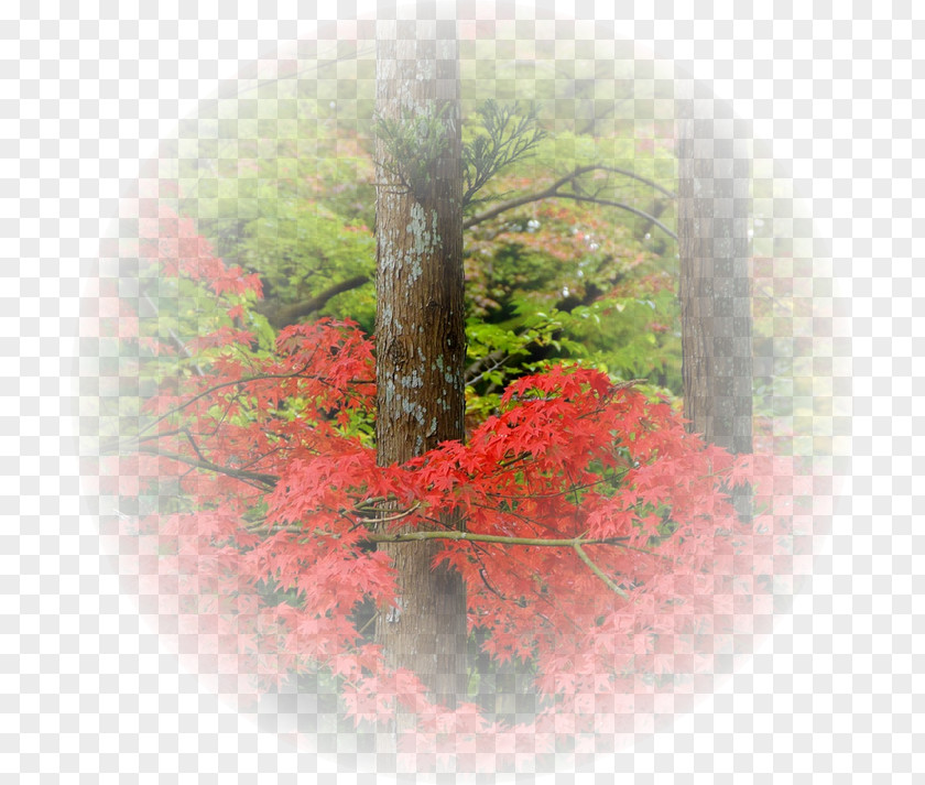 Tavasz Desktop Wallpaper AutumnTube Fundos Paisagens Landscape A Négy évszak PNG