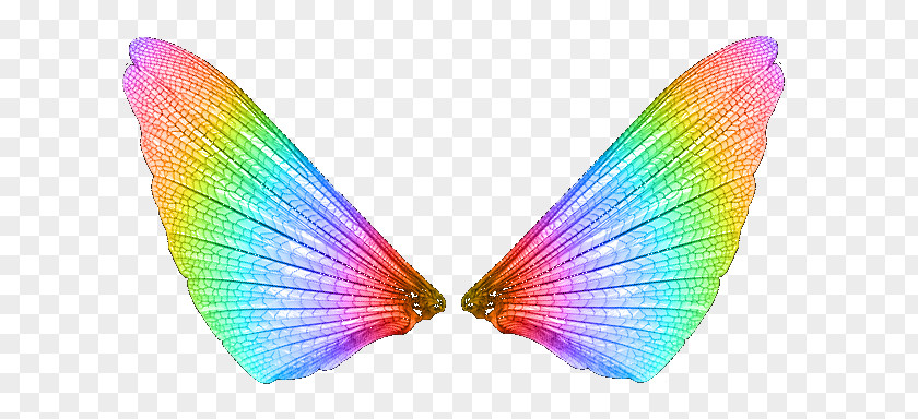 Butterfly Light Color PNG