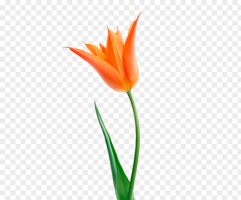 Flower The Tulip: Story Of A That Has Made Men Mad Orange Cut Flowers Bouquet PNG