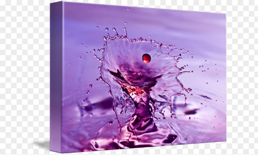 Violet Gallery Wrap Still Life Photography Water PNG
