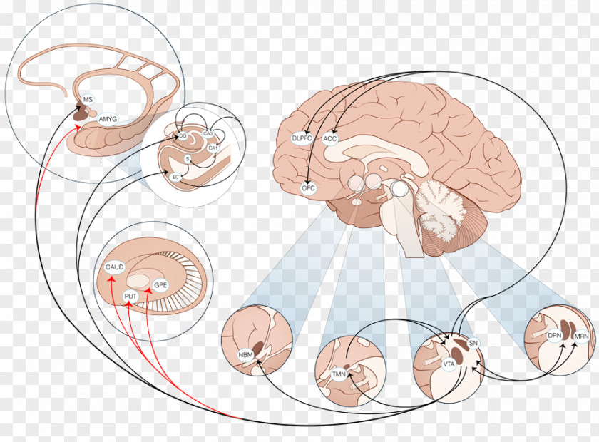 Alzheimer's Disease Locus Coeruleus Human Brain Norepinephrine System PNG