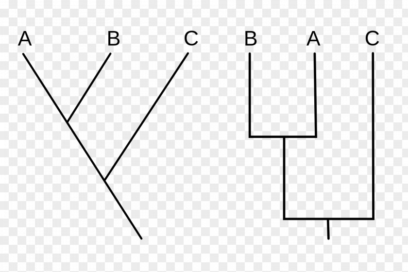 Evolution Tree Cladistics Cladogram Biology Phylogenetics Taxon PNG