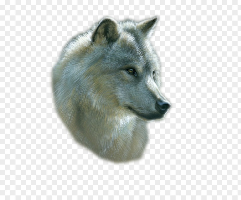 Painting Gray Wolf Drawing Art Watercolor PNG