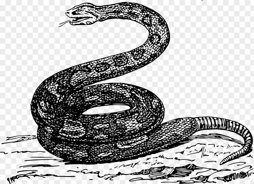 Snake Rattlesnake Boa Constrictor Clip Art PNG