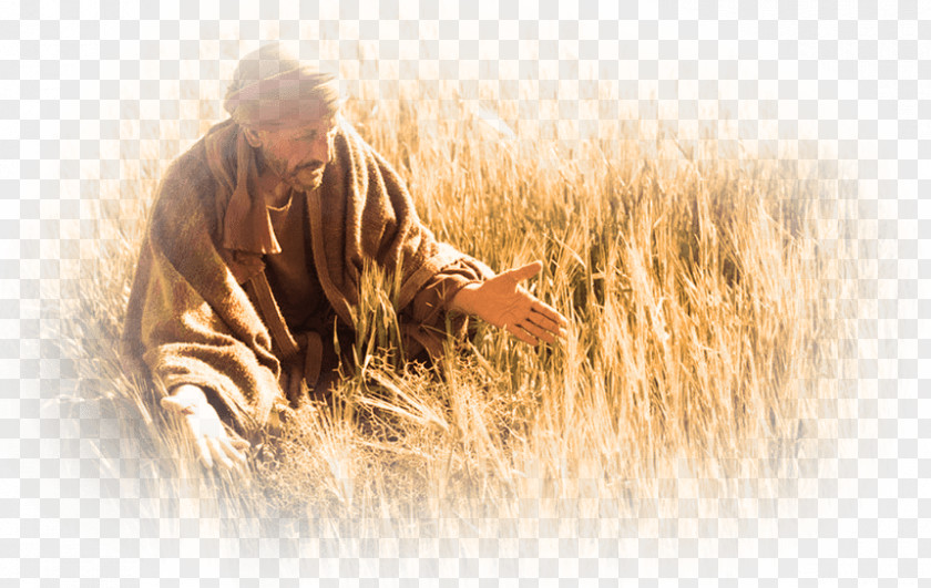Weeds Wheat Fields Bible Parable Of The Tares Lolium Temulentum PNG
